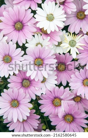 Marguerite Daisy flower. Pink flowers of argyranthemum, marguerite, marguerite daisy or dill daisies in summer garden.