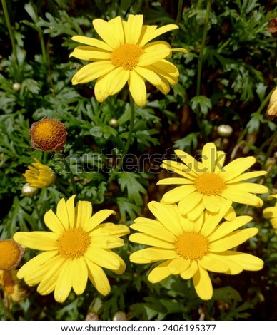Marguerite daisy flowers are terrific butterfly