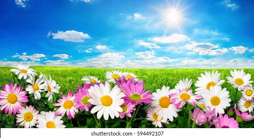 Marguerite Flowers, fresh green meadow and vibrant blue sky with the bright sun