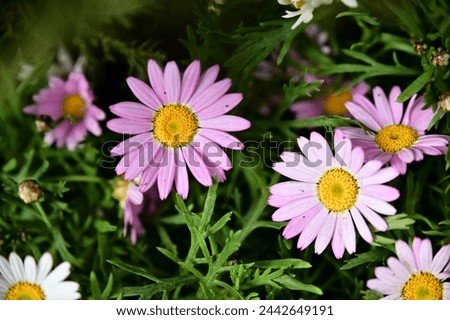 Marguerite: A vibrant daisy-like flower for gardens and arrangements. With colorful blooms and diverse uses, Marguerite is a favorite for gardens and floral designs.