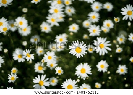 Similar – Image, Stock Photo small white Flower Plant