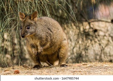 152 Endemic Tasmanian Species Images, Stock Photos & Vectors 