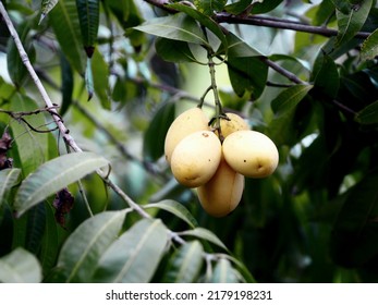 Marian plum, Anacardiaceae, Bouea macrophylla Griff maprang is yellow sweet fruit on white background - Shutterstock ID 2179198231