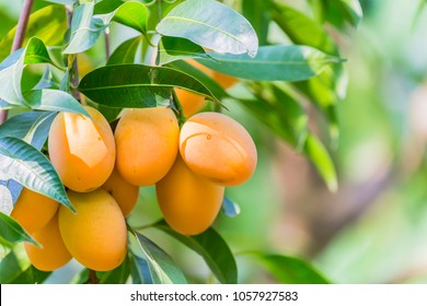 Marian plum,Marian mango or plango (mayongchit in Thai) is the most popular grown fruit in Nakhon Nayok provinces.The harvest season lasts from February to March. 