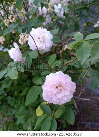 Marie Daly Roses pink, beautiful flowering bush