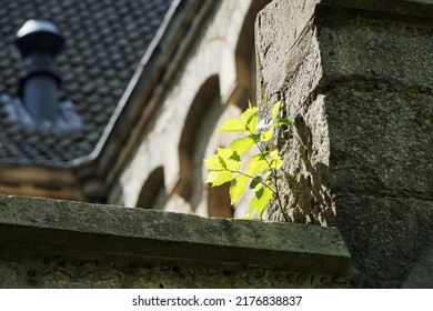 Marienburg Castle View From Below