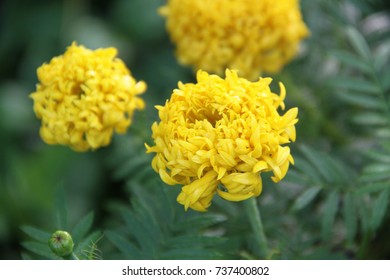 Similar Images, Stock Photos & Vectors of marigold flowers - 489318796