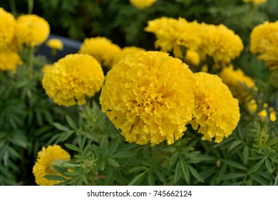 Marigold Backgrounds Natural Color Yellow Stock Photo 745662124 ...