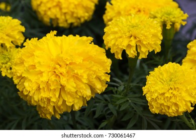 Marigold Beautiful Yellow Flower That Can Stock Photo 730061467 ...