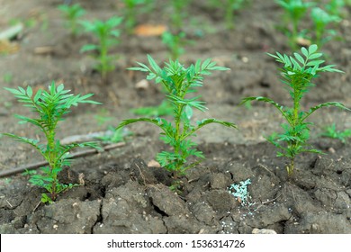 Marigold Sprout Images Stock Photos Vectors Shutterstock