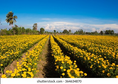 Marigold Field 