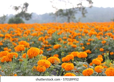 Marigold Field In Bali