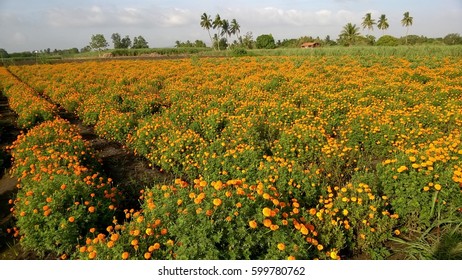 Marigold Field, India