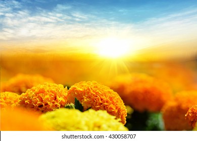 Marigold Field At Sunset