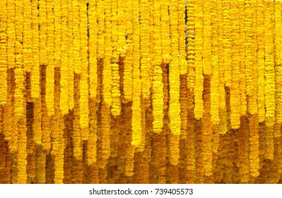 Marigold Flower Background