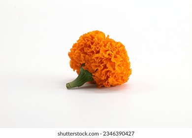 MARIGOLD FLOWER CLOSEUP VIEW ISOLATED ON WHITE BACKGROUND.