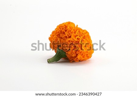 MARIGOLD FLOWER CLOSEUP VIEW ISOLATED ON WHITE BACKGROUND.