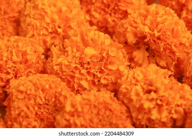 Marigold Flower For Dasara Festival, Indian Festival Flower Decoration.