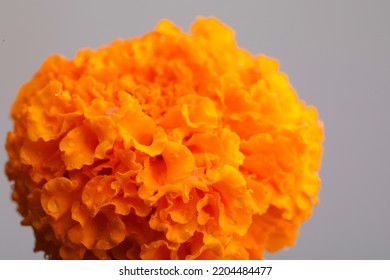 Marigold Flower For Dasara Festival, Indian Festival Flower Decoration.