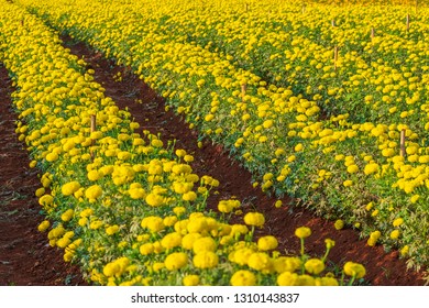 Marigold Flower In Farm Field