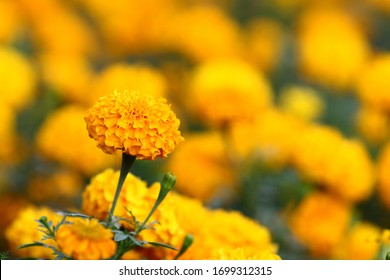 Marigold flower field backdrop In an overcast atmosphere