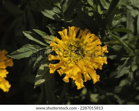 Marigold flower field backdrop In an overcast atmosphere,Marigold or Tagetes is a genus of annual or perennial, mostly herbaceous plants in the sunflower family Asteraceae.selective focus.