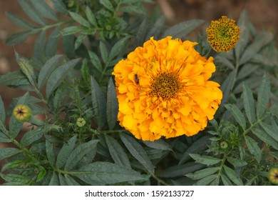 Marigold Flower Gada Flower Top View Stock Photo (Edit Now) 1592133727