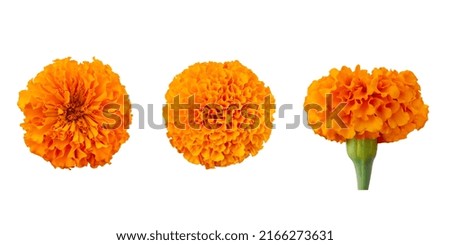 Marigold Flower Isolated, Genda phool, Chendumalli