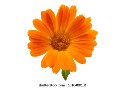 Calendula Officinalis Pot Marigold Isolated On Stock Photo 29437 ...