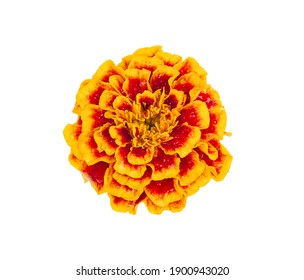 Marigold Flower Isolated On White Background