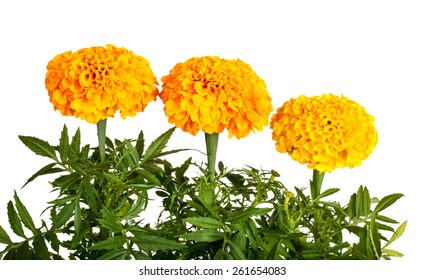 349 Marigold saplings Images, Stock Photos & Vectors | Shutterstock