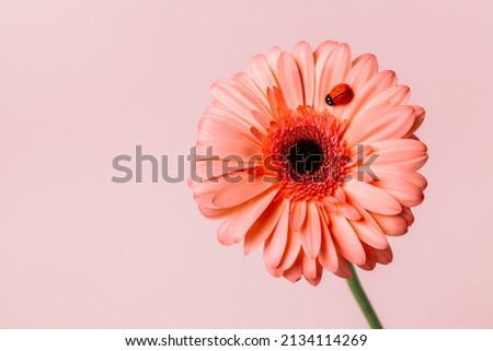 Marigold flower with ladybug on pastel pink background. Creative floral spring bloom concept. Romantic still life natural visual trend idea with copy space for text.