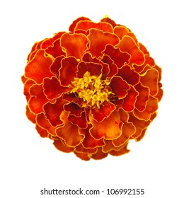 Marigold Flower On A White Background