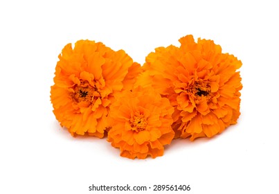 Marigold Flower On A White Background