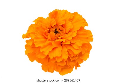 15,365 Indian marigold Stock Photos, Images & Photography | Shutterstock