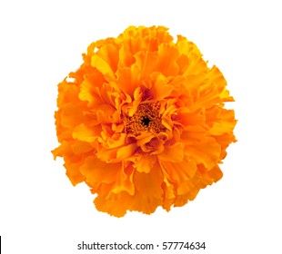 Marigold Flower On A White Background