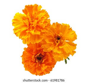 42,315 Marigold isolate Images, Stock Photos & Vectors | Shutterstock