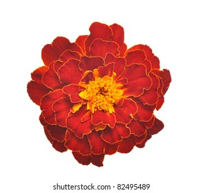 Marigold Flower On A White Background