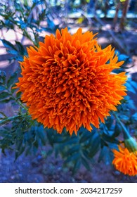 Marigold Flower Orange Color Garden Nature Environment Beautiful Bright Future Ahead