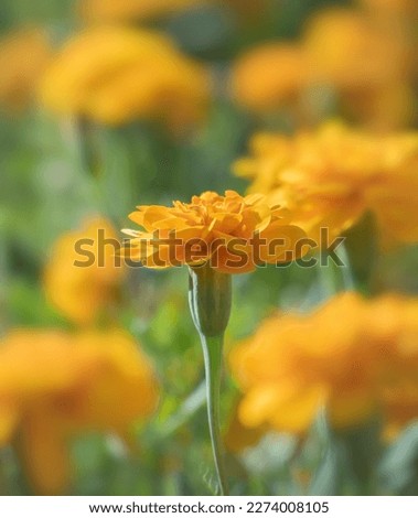 marigold flower under the warm light of sunbeam in morning. beautiful yellow flowers in the garden for creating the flower background. spring border or background art with yellow blossom.