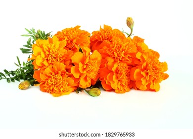 marigold flower in white background for nature,religious,festival related concept 