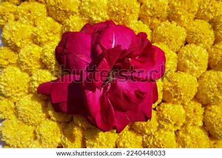 Marigold flowers beautiful background. Marigold flower background with Bright red rose flower wallpaper
