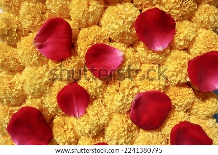 Marigold flowers beautiful background. Marigold flower background with Bright red rose flower wallpaper