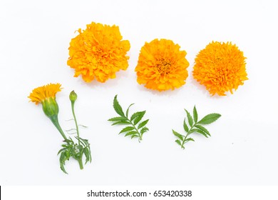 Marigold flowers so beautiful on white background 