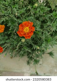 Marigold flowers blossoms  leaves   buds  Red   orange tagetes cempasuchil blooming flowers  Mexican Dia de los Muertos  Day Dead holiday   Indian Diwali festival vector floral decorations