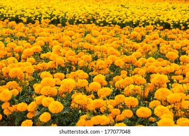 Marigold Flowers Field