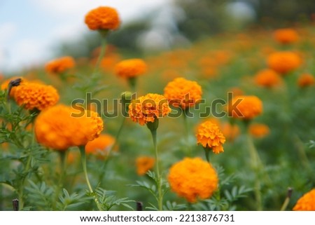 Marigold flowers,  Marigold flowers field in west bengal India 