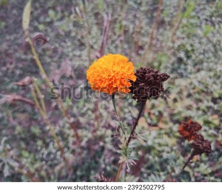 Marigold flowers fresh and dried condition, this image shows life and death is two parts of one life  Stock photo © 