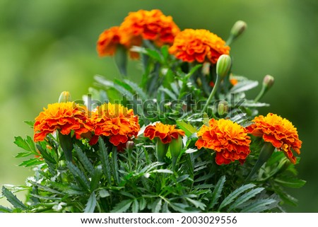 marigold flowers in a garden on green background
