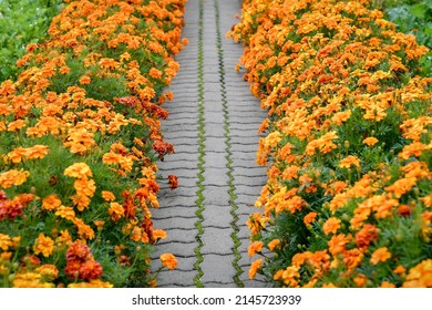 Marigold flowers growing along paved walkway. Selective focus.